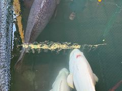 -蓝湾碧波·老字号·疍家非遗海上餐厅