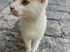 -普陀山风景区-佛顶山