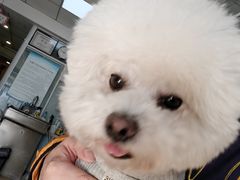 -瑞派·关忠动物医院·猫专科·犬专科(三环新城店)
