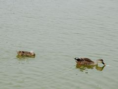 -南大港湿地风景区