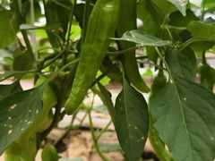 -庞各庄翠芳园西瓜蔬菜基地采摘园