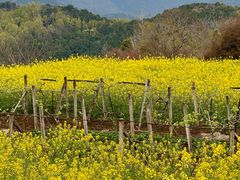 -桑洲油菜花景区