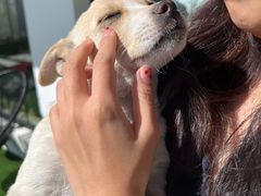 -美联众合动物医院·24h转诊中心