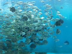 -瑞德姆美人鱼海底演艺主题餐厅(亚龙湾店)