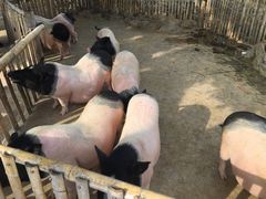 -泉州海丝野生动物世界