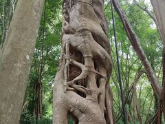 -中国科学院西双版纳热带植物园