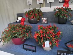 -深圳市中科院仙湖植物园