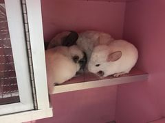 -藦茜花园宠物主题亲子互动体验馆(国顺东路店)