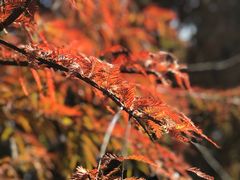 -五缘湾湿地公园