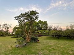 -上海崇明金茂凯悦酒店