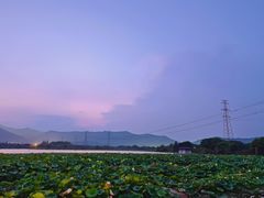-长田漾湿地公园