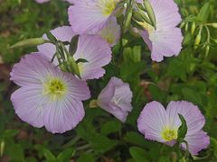 -全家便利店(桂平路店)