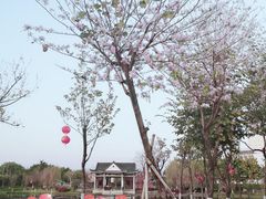 -映月湖公园