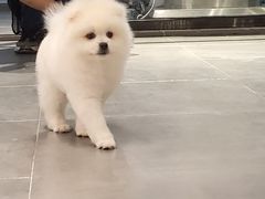 -PETKIT 小佩宠物·德文赛凯猫舍