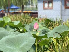 -济南大明湖景区