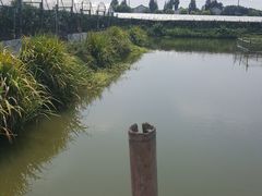 -马陆小张葡萄园农家乐