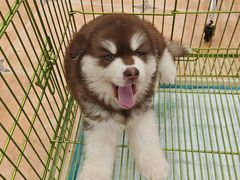 -Let's go狗咖·猫咖·奶狗·桌游(春熙路IFS店)