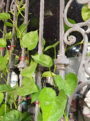 -兴亚瑜伽20年老馆