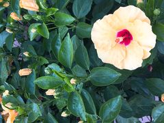 -龙大花卉苗木市场