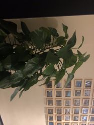 -盘子女人坊古装写真摄影(天津总店)