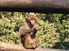 -西双版纳原始森林公园