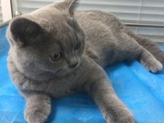 -瑞派·关忠动物医院·猫专科·犬专科(三环新城店)