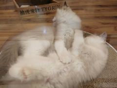 -袖虎·猫馆(体育西路店)