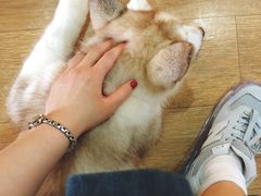 -Husky Go! 哈士奇体验馆·宠物咖啡厅狗咖