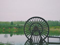 -合肥滨湖国家森林公园