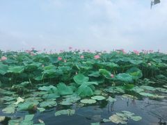 -白洋淀景区