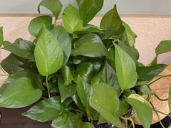 -渝信川菜(南滨店)
