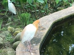 -吉隆坡雀鸟公园