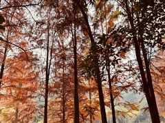-重庆彩云湖湿地公园