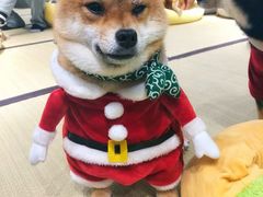-逗柴咖啡屋·狗咖猫咖宠物桌游