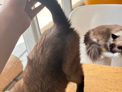 -藏猫猫咖啡主题馆(中央大道店)