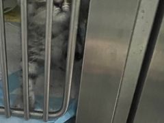 -暖阳宠物医院·犬猫康复中心·骨科