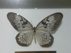 -上海昆虫博物馆