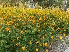 -合肥滨湖国家森林公园