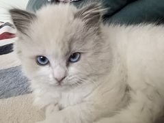 -中农国际动物医院24小时·猫科·骨科·急重症中心