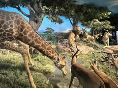 -国家自然博物馆