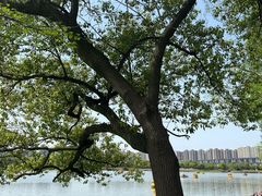 -洋湖国家湿地公园