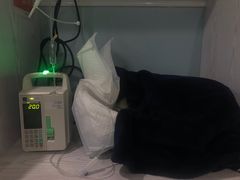 -纳吉亚猫专科动物医院·北北分院