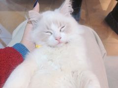 -松果猫咖(桐乡吾悦金街店)