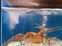 松叶蟹-盧匠日料