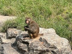 -北京野生动物园