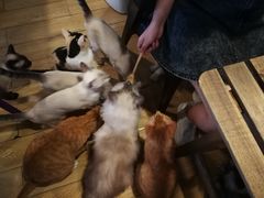 -Cappucimeow猫咪咖啡馆(韦伯时代店)