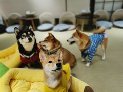 -逗柴咖啡屋·狗咖猫咖宠物桌游