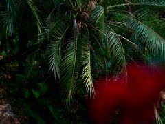 -中国科学院西双版纳热带植物园