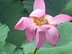 -羊亭河湿地公园