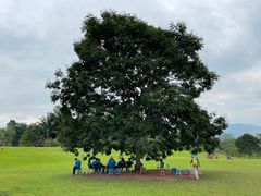 -中国科学院西双版纳热带植物园